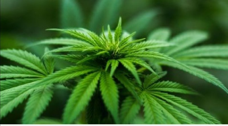 Kebakaran Kebun Ganja di Pattaya Bikin Warga Mabuk