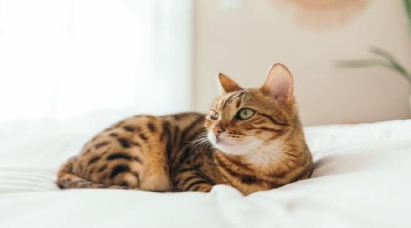Ingin Akur dengan Kucing? Cobalah Kedipan Lambat Ini!