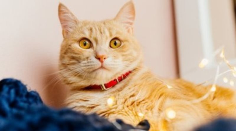Strategi Praktis Mencegah dan Membersihkan Kucing Kencing di Area Rumah