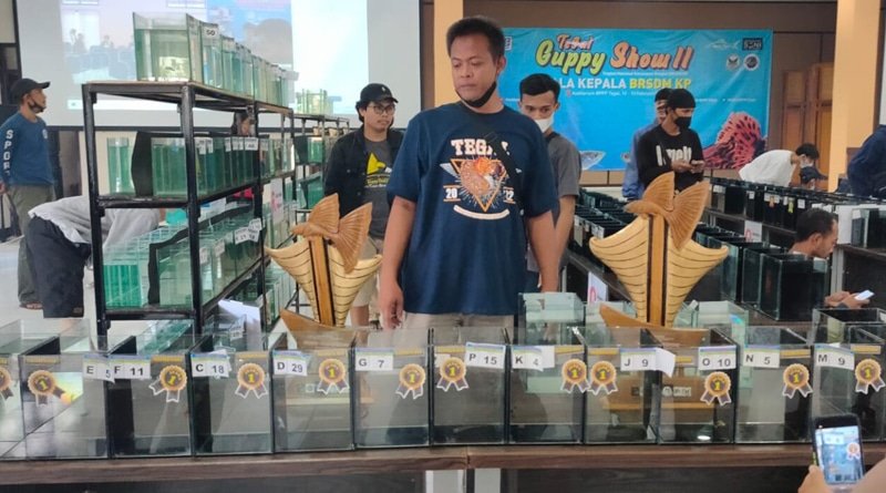 Tingkatkan Peluang Usaha Budidaya Ikan Hias melalui Kontes Ikan Guppy
