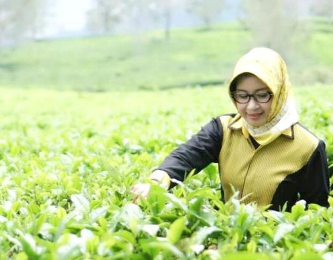 Cucu : Jabar Penghasil Teh Terbesar Di Indonesia