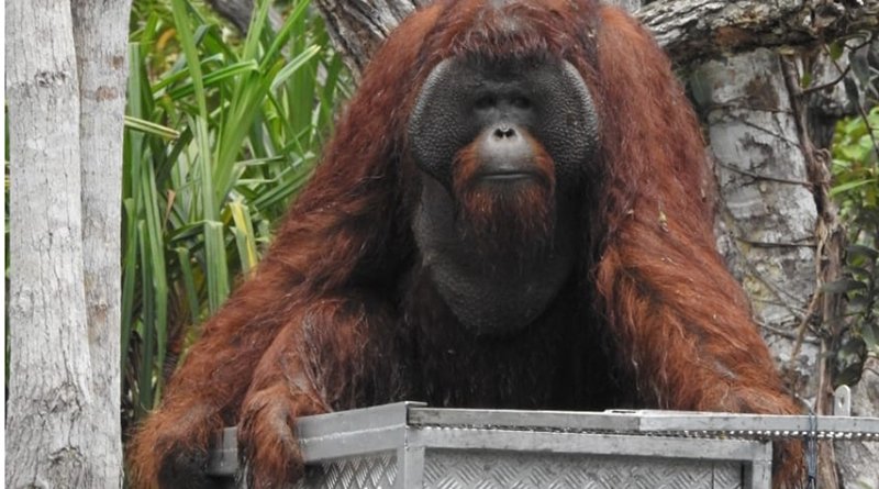 Tiga Belas Orangutan Dilepasliarkan Bertahap di TN Tanjung Puting