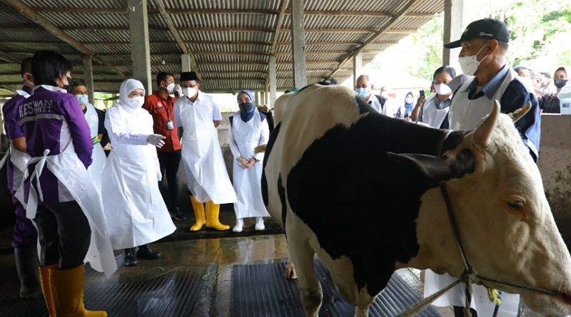 Jelang Idul Adha Khofifah Sidak Langsung Distribusi Vaksin PMK di Jatim