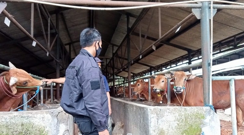 Jelang Idul Adha Polsek Bojong Polres Purwakarta Pastikan Hewan Ternak Sapi Wilayah Bebas PMK