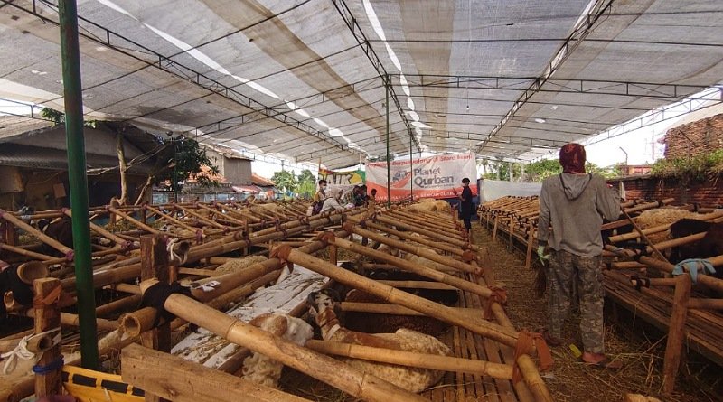 Butuh Hewan Qurban, Tinggal Pilih di Instagram @planetqurban.bandung