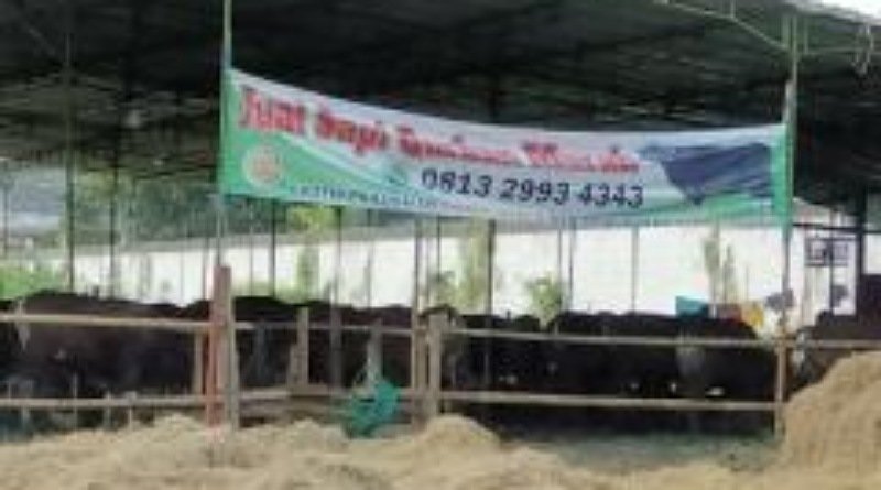 "Lemosin" dan "Simental" Hewan Kurban Presiden ke Masjid Keraton dan Mangkunegaran