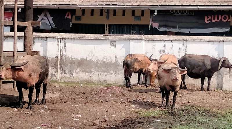 Seekor Kerbau "Kiai Slamet" Milik Keraton Surakarta Mati Terkena PMK