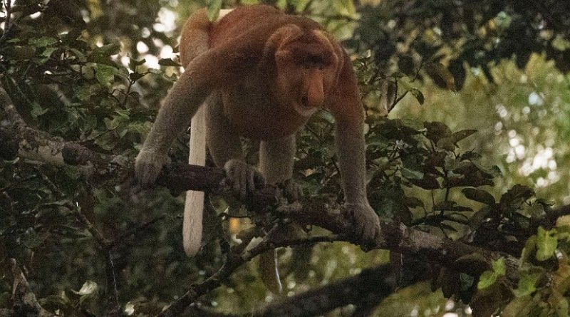 ‘Hutan Kita Sultan’ jadi Pesan Utama dalam Perayaan Hari Hutan Indonesia Tahun ini