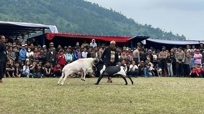 Di Garut Hampir 30.000 Domba Memiliki Kualitas Sebagai Domba Ketangkasan