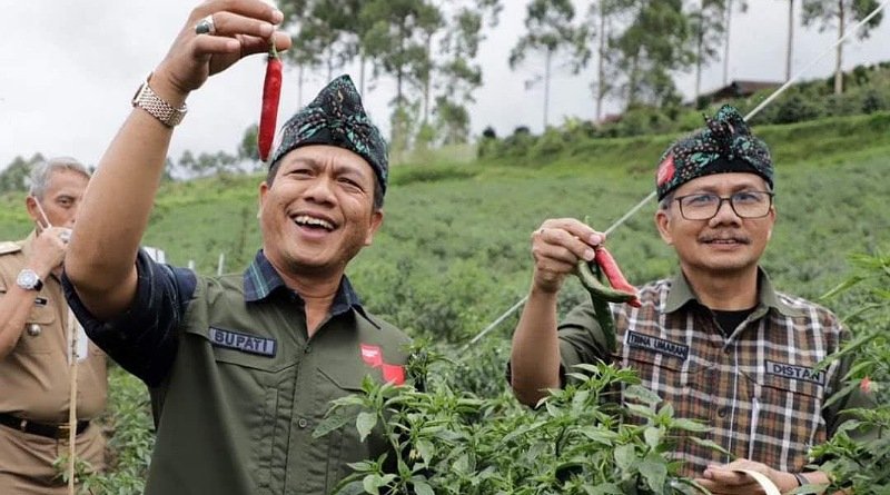 Panen Raya Cabai di Desa Warnasari Pangalengan