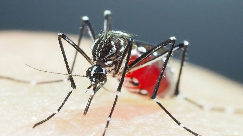Peneliti Mengingatkan tentang Nyamuk Superkebal Insektisida di Asia