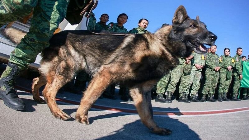 Ucapan Duka Mengalir untuk Proteo, Anjing Penyelamat Meksiko yang Tewas Saat Misi Penyelamatan Korban Gempa Turki