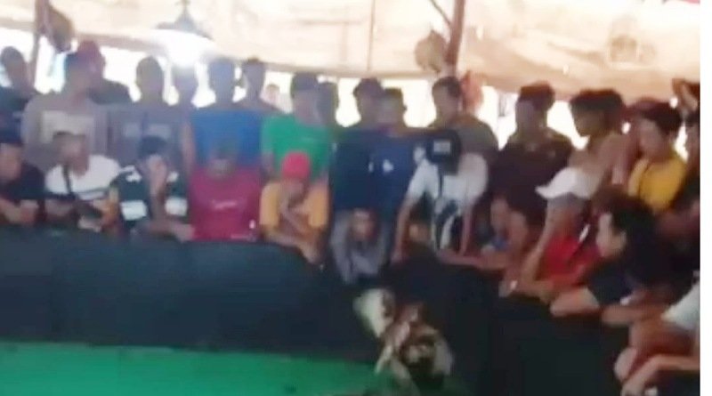 Sering Digerebek Polisi, Judi Sabung Ayam di Desa Gunungan Mojokerto Tetap Berjalan