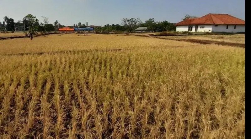 Dampak El Nino, 2.162 Hektare Lahan Sawah di Kabupaten Bandung Terancam Kekeringan