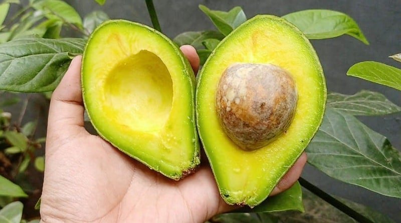 Makanan Ajaib yang Menaklukkan Kolesterol Tinggi