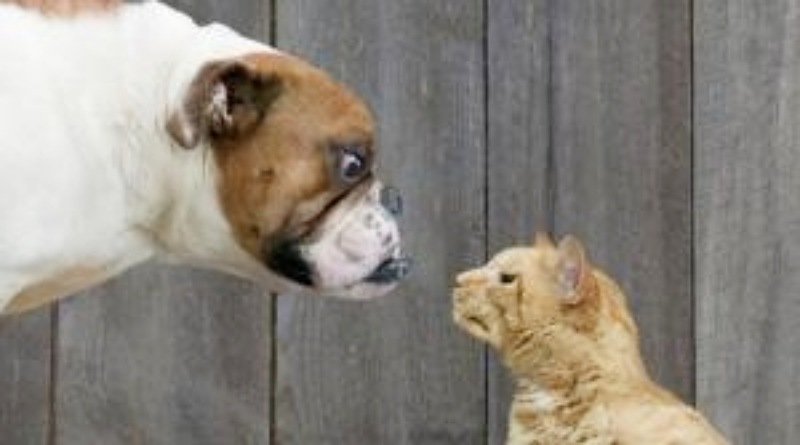 Aplikasi Jagat Menggagas Kampanye Planet Kucing vs Anjing