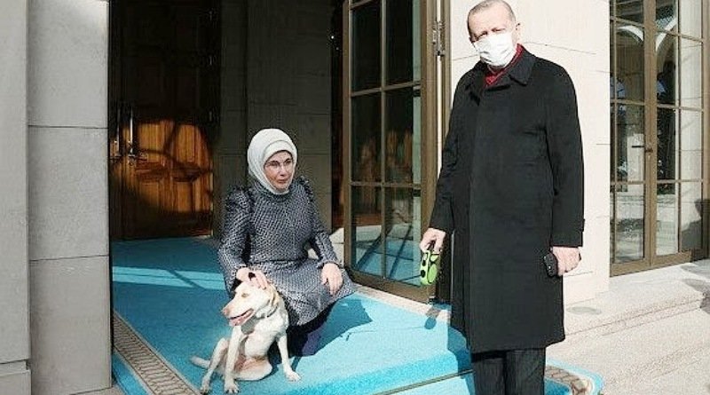 Bagaimana Hukumnya Jika Seorang Muslim Memelihara Anjing?