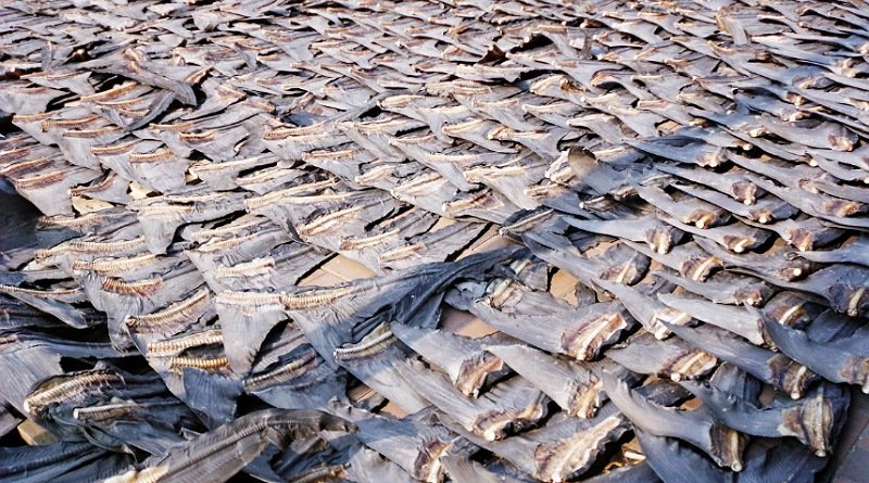 Makmur di Tahun Naga Kayu, Ayo Rayakan Imlek Bebas Hiu