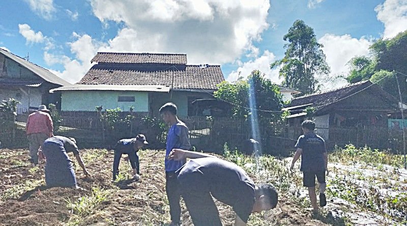 Observasi Pembibitan Kentang oleh Mahasiswa STAI Baitul Arqom