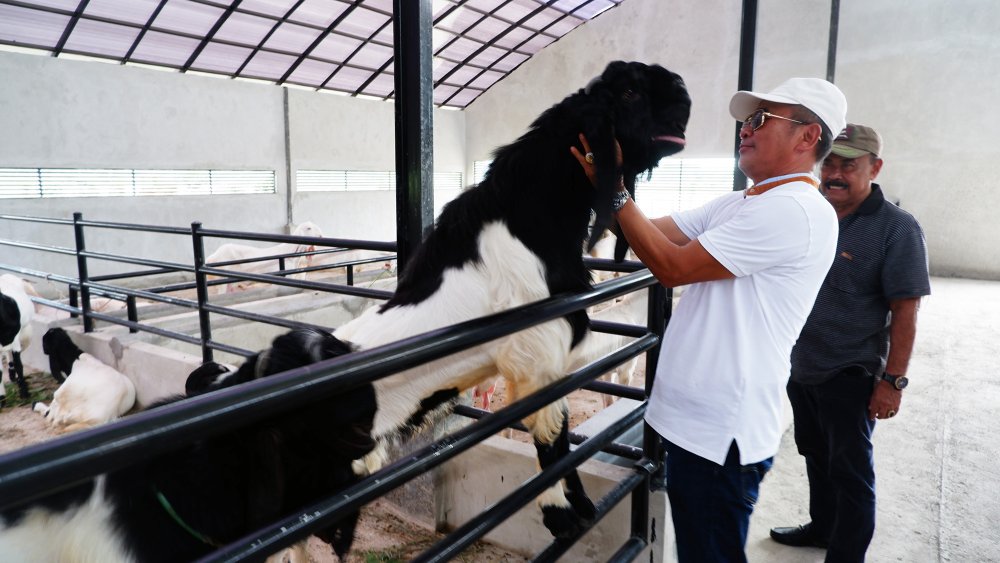 Direktur Pembiayaan Pertanian Merintis Ekosistem Pembiayaan Peternak Lokal