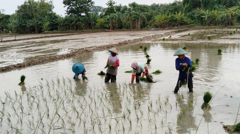 Alokasi Pupuk Bersubsidi Petani Bojonegoro Ditambah untuk Tingkatkan Produksi