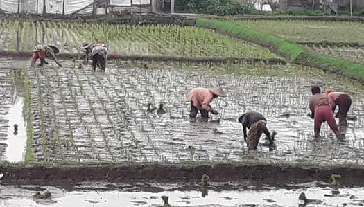 Musim Tanam Tahun ini akan Dipercepat