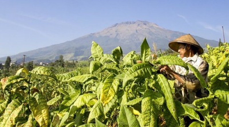 Pengendalian Produk Tembakau di Indonesia, Dukungan Industri Hulu dan Hilir