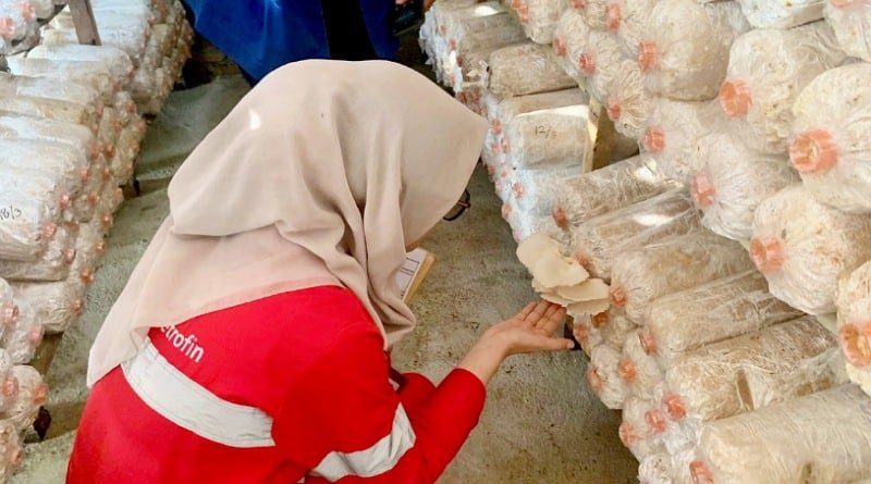Elnusa Petrofin bersama Kelompok Usaha Yasmin Kembangkan Budidaya Jamur Tiram di Tapanuli Tengah