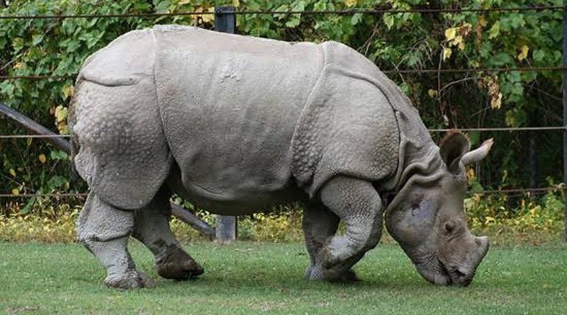 Pelaku Pemburu Badak Jawa Telah Berhasil Ditangkap
