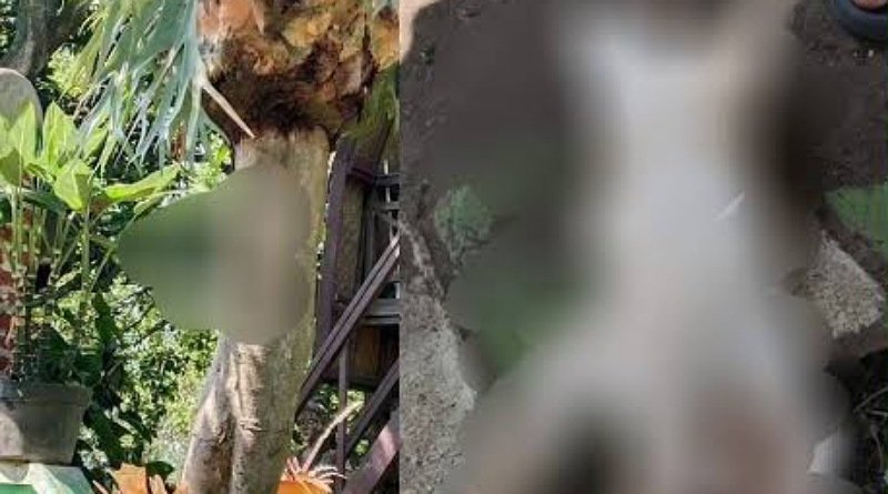 Kasus Kekejaman: Kucing Mati Dipaku di Pohon, Pelaku Terungkap