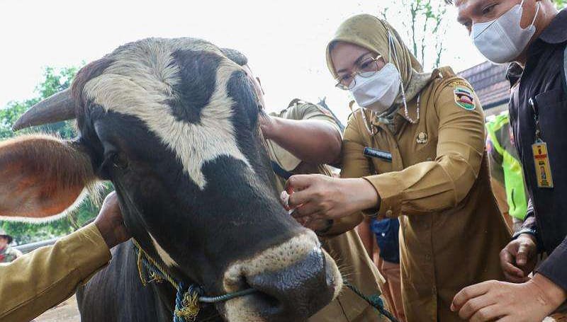 83 Petugas Pemeriksa Hewan Kurban Disebar Pemkab Purwakarta Menjelang Hari Raya Iduladha 1445 Hijriah/2024