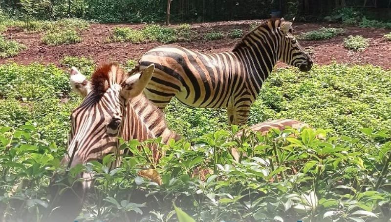 Pemkot Bandung Klaim Upaya Pengamanan Aset Kebun Binatang Sesuai Aturan