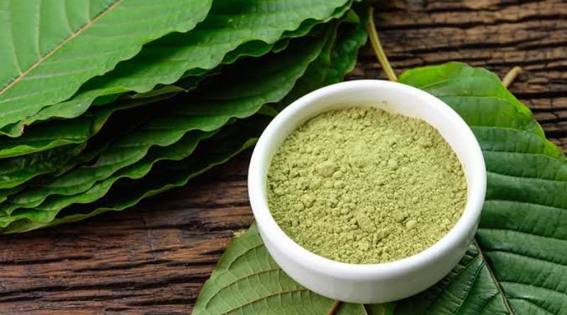Manfaat Daun Kratom, Mampu Meningkatkan Fokus
