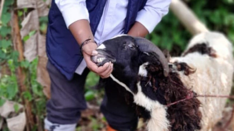 Domba dan Kambing untuk Hewan Kurban, Juga Dijamin Sehat!