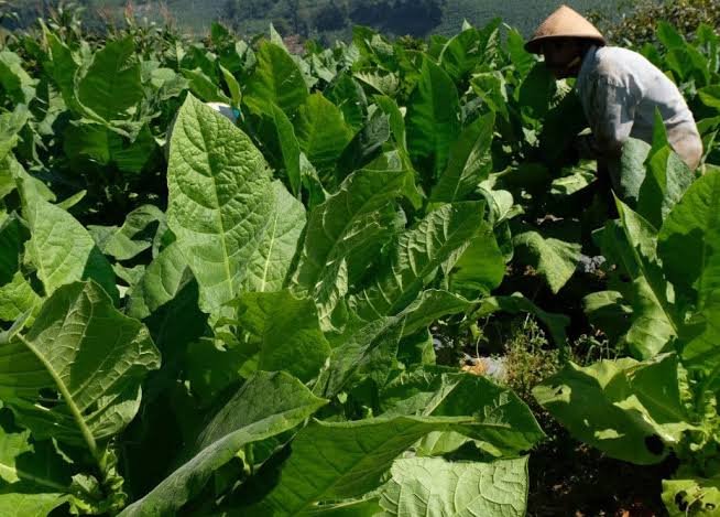 Dampak Produksi Tembakau Dilarang, Mengakibatkan Angka Pengangguran Bertambah