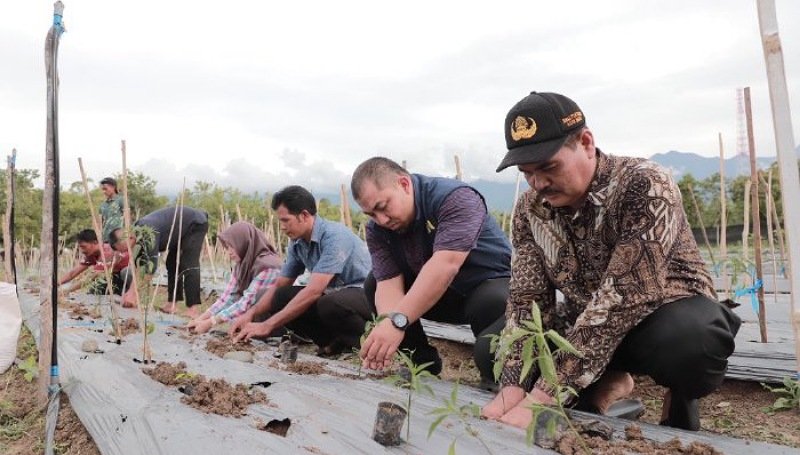 Inovasi Pertanian, Pj Bupati Aceh Besar Budidayakan 2.500 Batang Cabe di Pekarangan Meuligoe