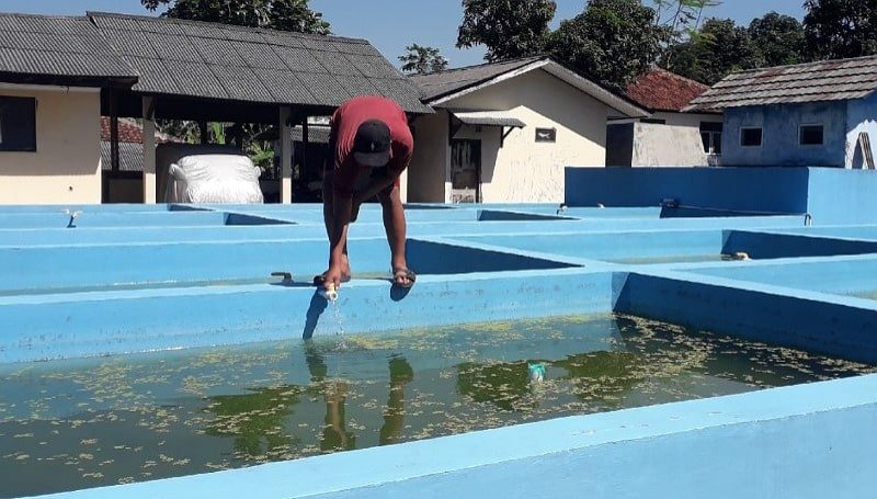 Dinas Perikanan dan Peternakan (Diskanak) Sumedang Mulai Memijahkan Ikan Gurame Tahun Ini