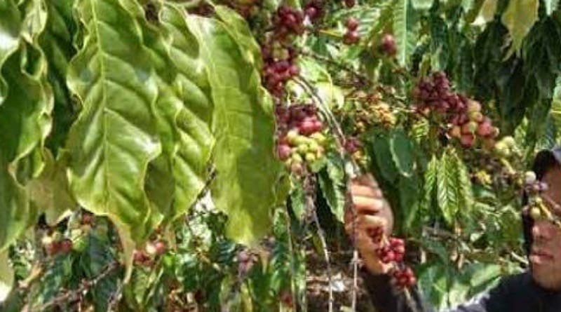 Harga Kopi di Kabupaten OKU Selatan Turun Signifikan Jelang Masuk Sekolah