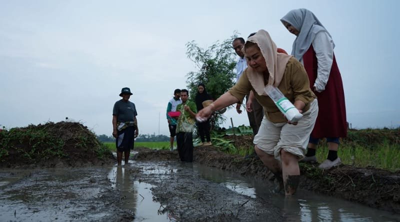 Wali Kota Semarang Tanam Padi Biosalin di Lahan Tidur Terimbas Rob