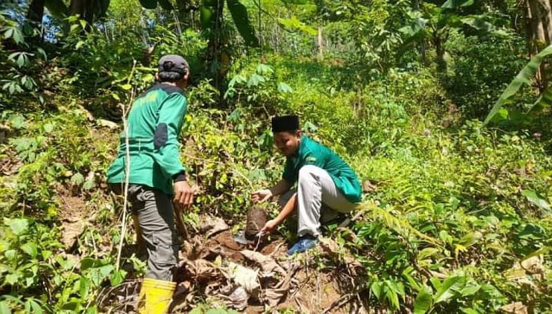 Kegiatan Penanaman Pohon oleh GP Ansor Desa Bandung untuk Melestarikan Alam