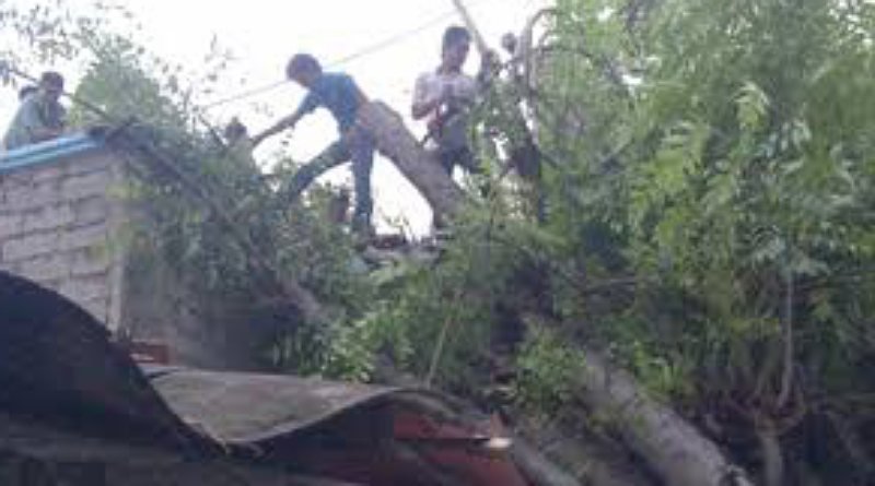 Enam Rumah Warga Rusak Akibat Pohon Tumbang di Tangsel