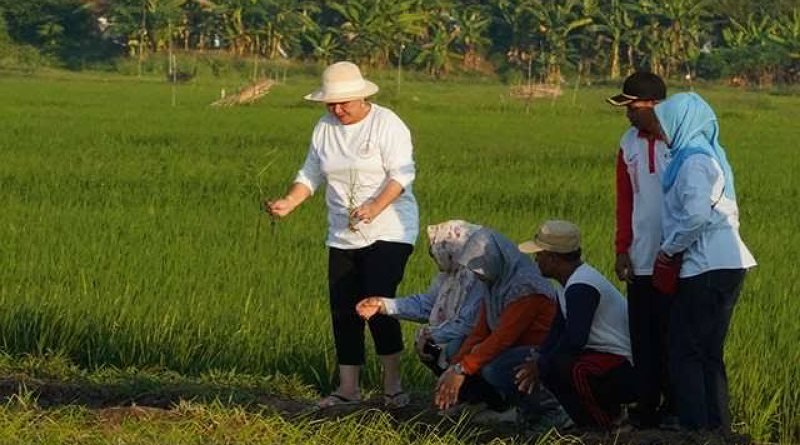 Wali Kota Semarang Tinjau Progres Pilot Project Penanaman Padi Varietas Biosalin