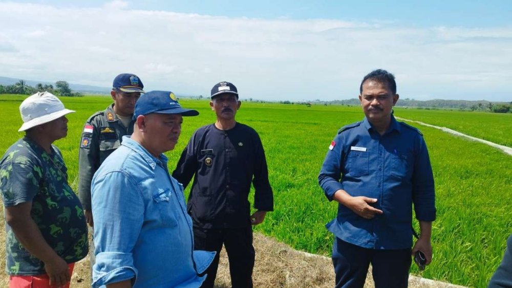 Dirjen Tanaman Pangan Kementan Cek Lahan Sawah di Garut Selatan: Upaya Hadapi Musim Kemarau