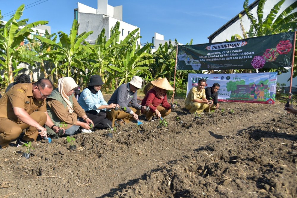 Pemkot Surabaya Gelar Penanaman Cabai Dan Bawang Merah Serentak, Libatkan 60 Poktan Urban Farming
