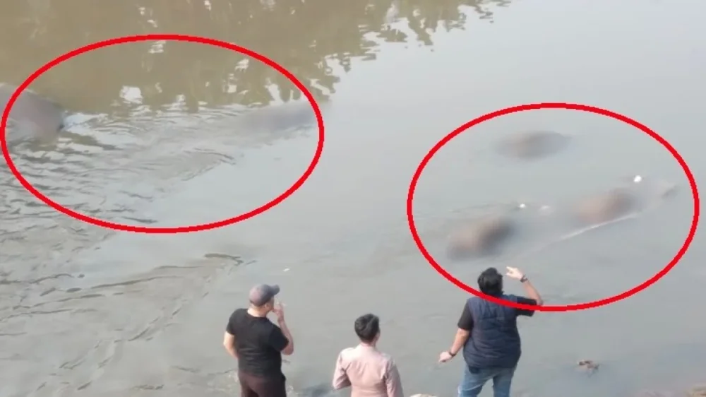 Gegerkan Warga, Ditemukan 7 Mayat Terapung di Kali Bekasi