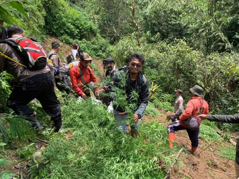 Polisi Temukan Ladang Ganja di Lereng Gunung Semeru Lumajang