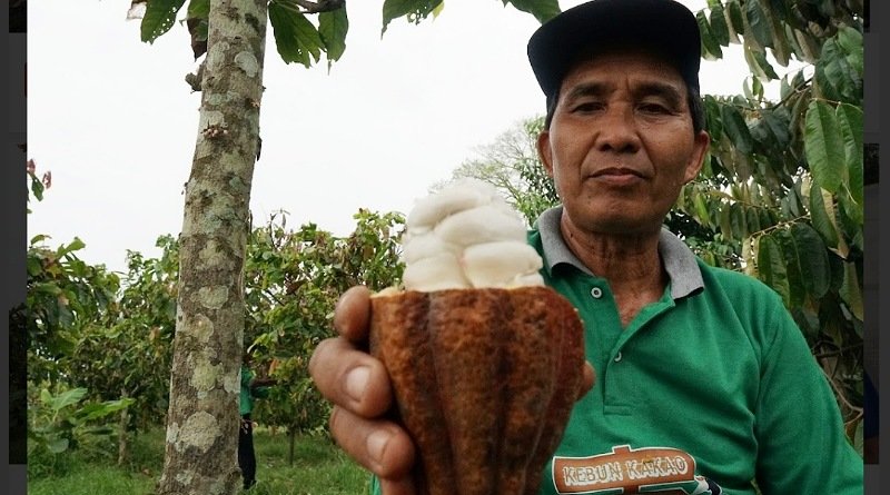 Rasakan Kelokalan Cokelat Artisan Kampung Merasa Berau Kaltim