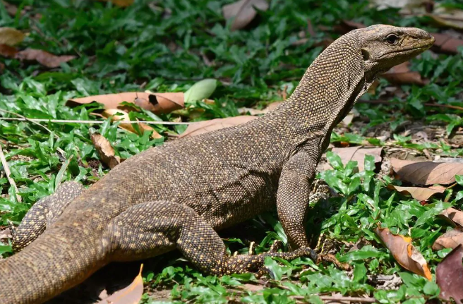Biawak Berkeliaran di Ciriung, Warga Bogor Minta Bantuan Damkar untuk Evakuasi