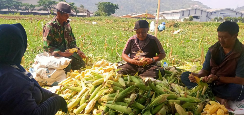 Petani Cimanggung Harap Hujan Turun Segera, Keluhkan Biaya Pengairan Membengkak