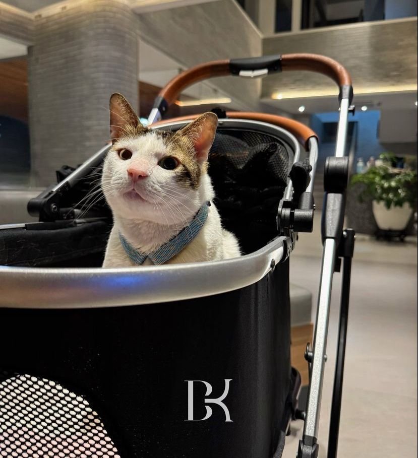 Bobby Kertanegara, Kucing Presiden, Menjadi Sorotan Warganet dengan Stroller Mewah di Istana